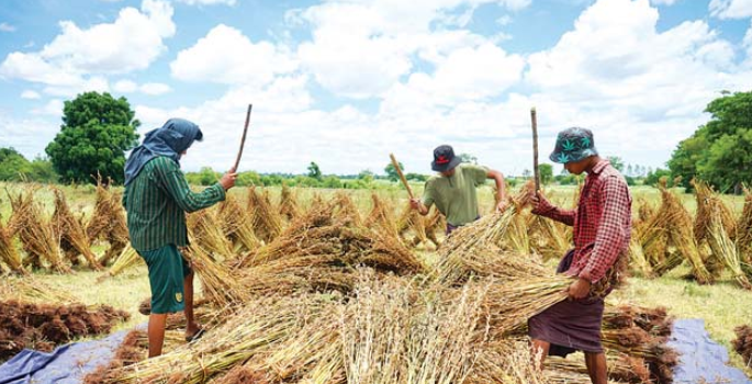 马奎省敏巫(斯固)县区夏芝麻采收上市获得了好价钱