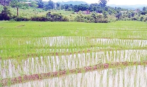 掸邦东部孟扣县区种植了6,545英亩的雨季稻