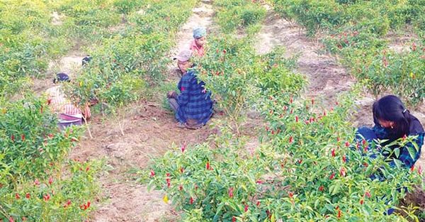 曼德勒省皎栖县区种植辣椒的农户日益增多