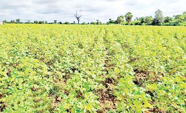 曼德勒省将在3,340英亩田地上生产长纤维棉花种籽