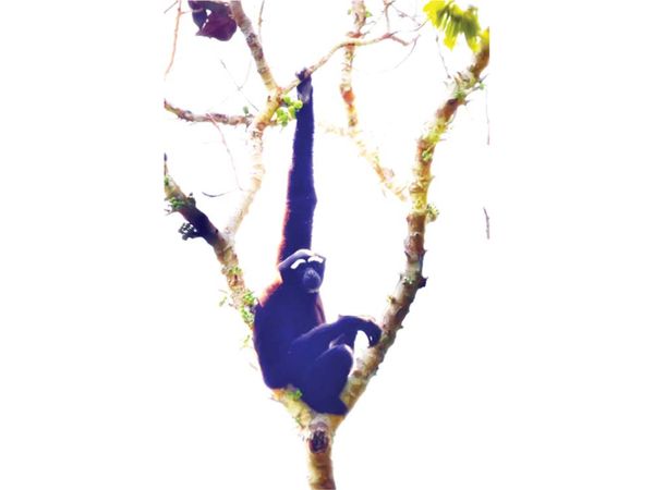 克钦邦梅开迈立开密松河口地区野生动物保护林区介绍