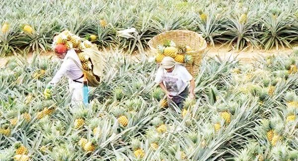 掸北昔卜地区凤梨获得了比去年更好的价钱