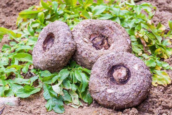 关于魔芋种植的两则新闻