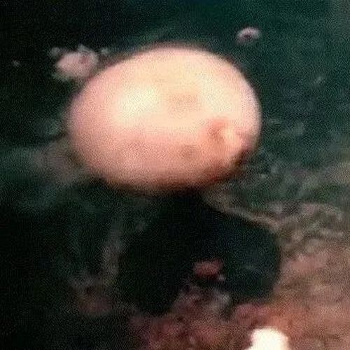 “美英拟向澳转让的核材料，可造近百枚核武器”