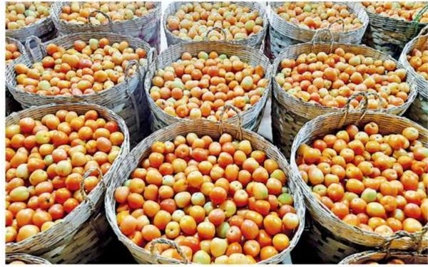 今年番茄市场前景难以预估