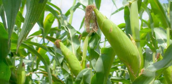 马奎省额别县区种植玉蜀黍使农民们增加家庭收入