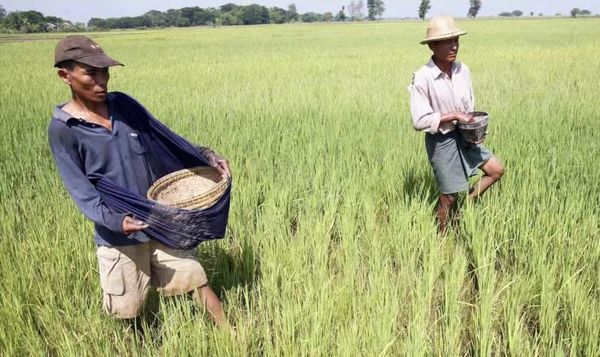 曼德勒省皎栖县区将种植5万多英亩雨季稻