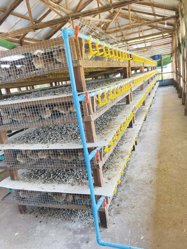 发展鹌鹑养殖业增加家庭收入