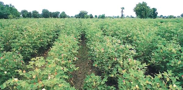 实皆省蒙育瓦专区种植工业原料棉花17,000多英亩