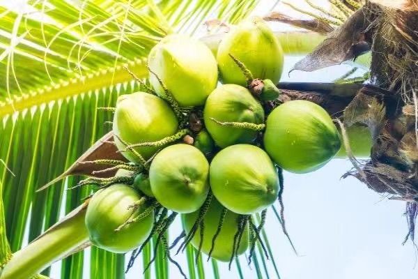 伊洛瓦底省博加礼县区椰子获得了好价钱