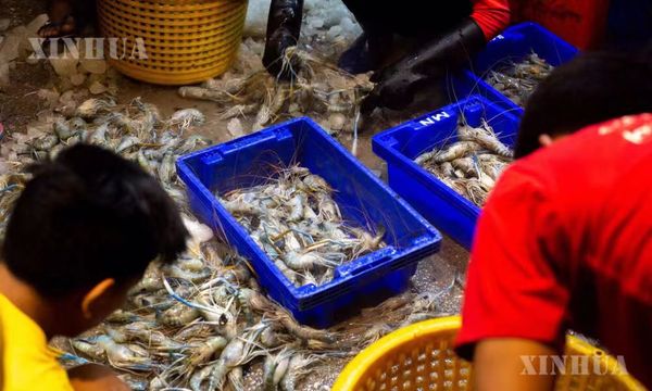 缅甸在新财政年度5个月内已向国外出口虾类6,800多吨