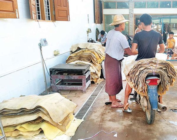 孟邦直通县区橡胶季节开始橡胶价钱上扬