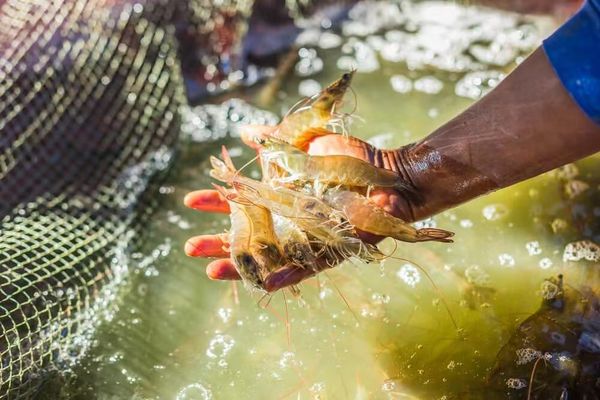 伊洛瓦底省博加礼县区试验养殖淡水虾成功养殖人员新增加50人