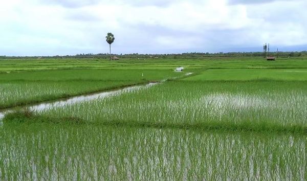 马奎省本漂县区今年超额完成了雨季稻种植计划
