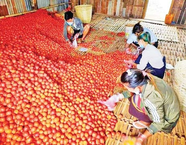 掸邦南部茵莱湖地区及伊瓦岸县区的番茄大量进入曼德勒市场