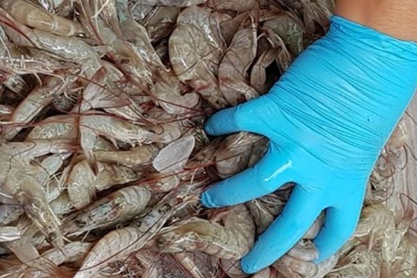 俄罗斯计划每月购买数吨缅甸虾