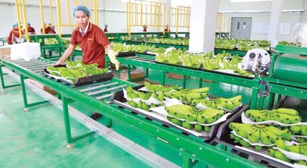 柬埔寨国家10个月内出口农产品创汇30亿美元