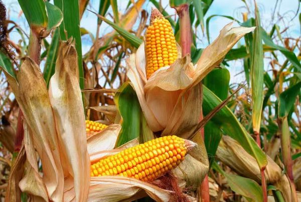 掸北腊戌专区冬作物种植季节将种植2,490英亩玉米作物