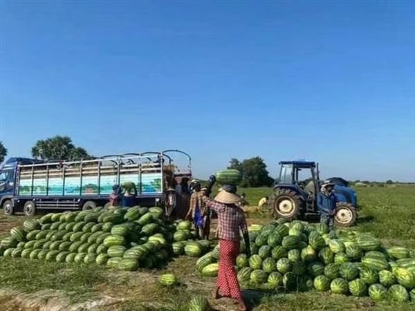 中国方面放宽条件限制后缅甸西瓜香瓜在边贸市场畅销