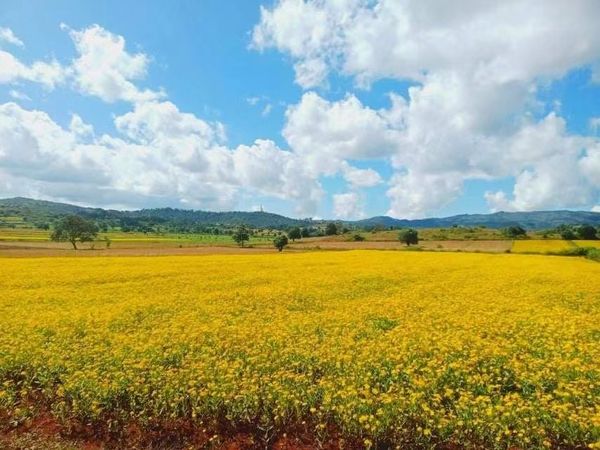 掸邦北部腊戌专区今冬季将种植油料作物花芝麻14,000多英亩