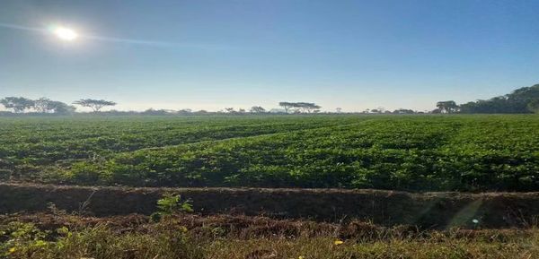 实皆省茵都县区冬作物种植期间已种植了2万多英亩冬作物