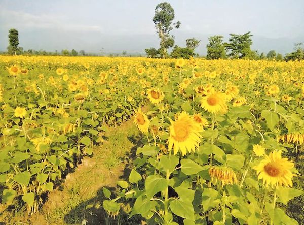实皆省那加民族自治区今年冬季将种植2千多英亩油料作物
