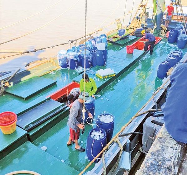 为让缅甸鲥鱼在世界鱼市场上占一席之地正在继续进行科研工作