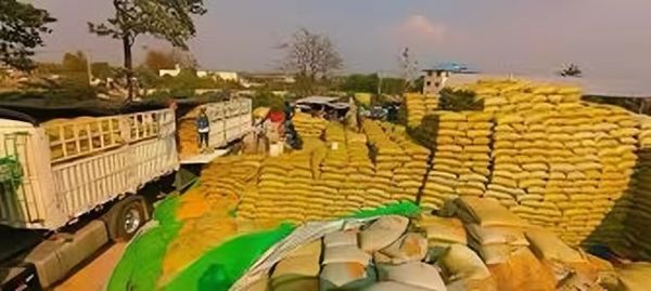 缅甸向南美洲一小国家苏里南出口玉米