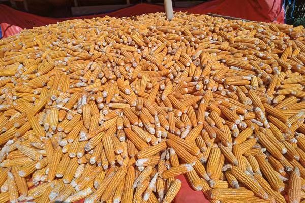 2022年10月份缅甸向国外出口玉米17多万吨