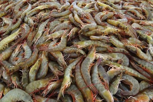 本财政年度9个月内缅甸已向国外出口虾类12,000多公吨