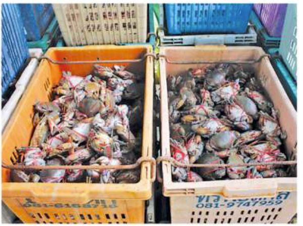 德林达依省博彬专区海域黑螃蟹获得了好价钱