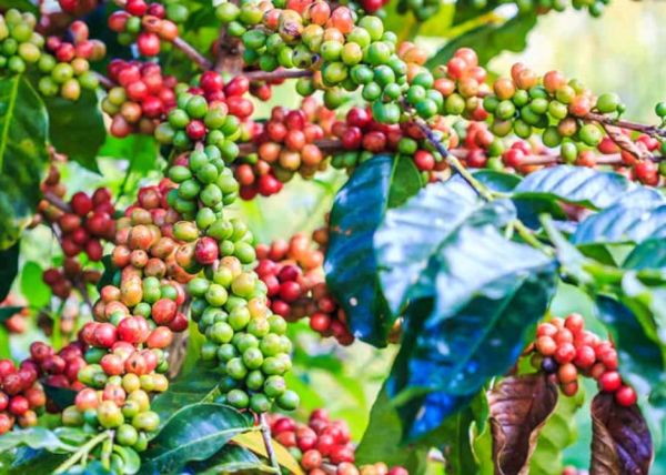 克伦邦丹洞基地区咖啡作物种植生产情况