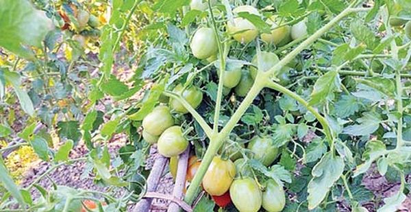 曼德勒省皎栖县区雨季稻丰收种植的番茄也获得好价钱