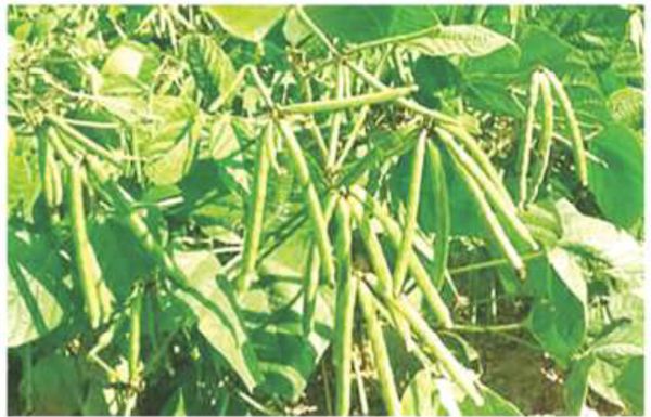 实皆省遵纳县区冬作物种植季节中种植了各种豆类2万多英亩