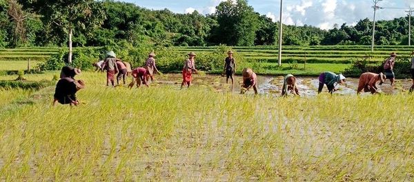 伊洛瓦底省毛淡棉遵县区今年将规划种植14多万英亩夏季稻