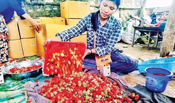 曼德勒省彬乌伦县区出产的草莓热销