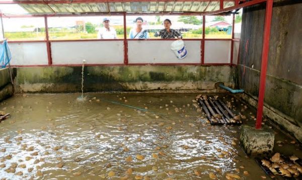 缅甸国内养蛙业有望重新启动发展