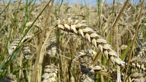实皆省瑞帽专区在在冬作物种植季节中种植了小麦25,000多英亩