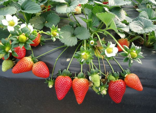 曼德勒省卜巴山脚下草莓引种种植已获得成功