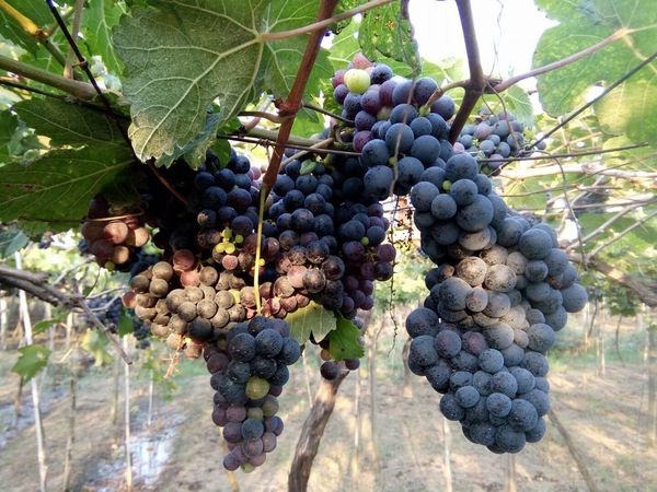 钦邦各县区、各专区农业工作发展情况