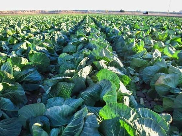 实皆省蒙育瓦专区完成了蔬菜作物18,000多英亩的种植工作