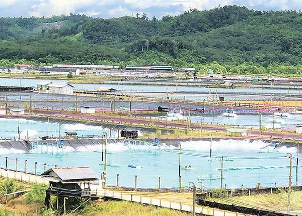 缅甸水产品白虾将出口中国