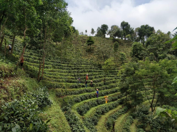 在整理茶园季节中缅甸鲜茶叶与干茶叶都获得好价钱