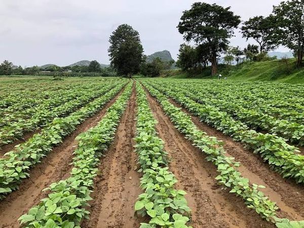 马奎省南卯县区已完成了各种冬作物25,431英亩的种植工作