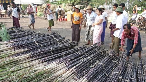 伊洛瓦底省姜贡县区甘蔗获得好价钱蔗农们生活有所改善