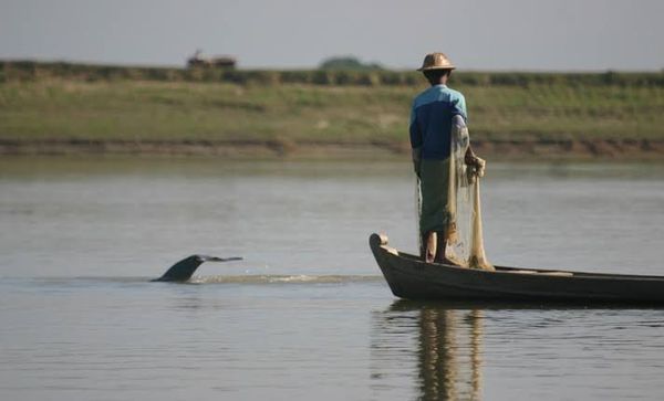 在伊洛瓦底江江豚保护区内前来观看江豚捕鱼的游客日益增多