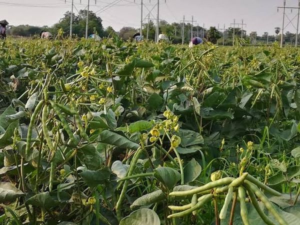 仰光省宋割县区绿豆开始出产上市