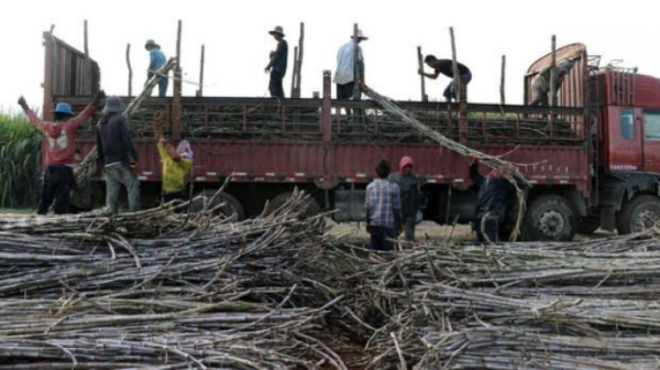 缅甸计划通过边贸渠道向中国出口16万吨甘蔗