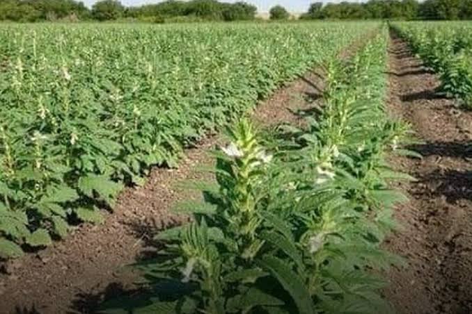 实皆省瑞帽专区已完成冬芝麻9万多英亩的种植工作