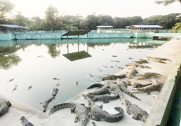 仰光省打基达镇区鳄鱼饲养基地内鳄鱼总数增加到600多条以上